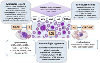 Large Granular Lymphocyte Expansion in Myeloid Diseases and Bone Marrow Failure Syndromes: Whoever Seeks Finds